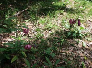 Tocht Stappen Arith - BAUGES: REFUGE DU CREUX DE LACHAT (départ de Montagny _ Arith) - Photo