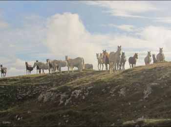 Tocht Paardrijden Bouvante - Boucle Ferme de Lente vers Fond d'Urle - Photo