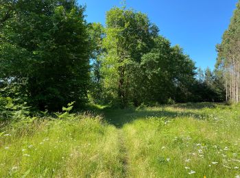 Tour Wandern Pontenx-les-Forges - PONTENX REALISÉ - Photo