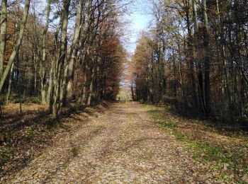 Tocht Stappen Luik - unif Liege - Photo