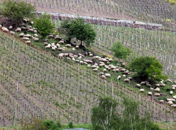 Randonnée A pied Müden (Mosel) - Buchsbaum-Wanderpfad - Photo