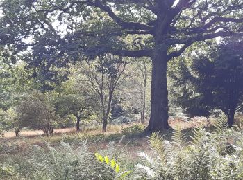 Tocht Stappen Esneux - arboretum . pisserotte . anc carrière . targnon . villers aux tours . chapelle simon . arboretum - Photo