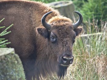 Percorso A piedi Schmallenberg - Rothaarsteig-Spur Wisent-Pfad - Photo