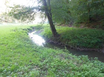 Randonnée A pied Montbronn - Circuit du Gros Chêne de Bining - Photo