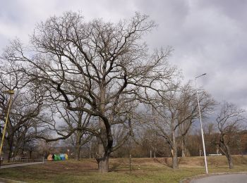 Percorso A piedi Dobříš - [Z] Dobříš - Kazatelna, okružní trasa - Photo