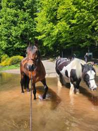 Trail Equestrian Pierre-Percée - Wikiloc - Pierre Percée : Tour du Lac depuis le gite la Crémaillote - Celles sur Plaine - Photo