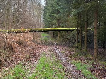 Tocht Noords wandelen Beckerich - Kreuz - Photo