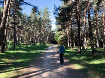 Trail Walking Saugues - Le Puy Conques 3 - Photo