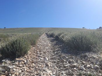 Randonnée Marche Mévouillon - montagne du Buc - Photo