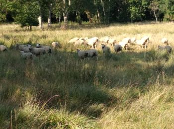 Trail Walking Fondettes - Valle de choisille  - Photo