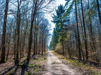 Percorso A piedi Zeil am Main - Eichhörnchen-Wanderweg Zeil - Photo