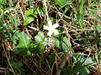 Tocht Stappen Voeren - fourons fleurs bon - Photo