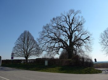 Tour Zu Fuß Bruchköbel - Bruchköbel Wanderweg 1 - Photo