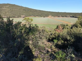 Trail Walking Rocbaron - Rocbaron le trou du boeuf - Photo