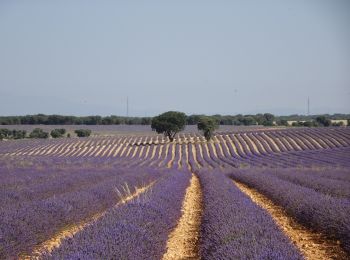 Randonnée A pied Brihuega - Ruta de la lavanda - Photo