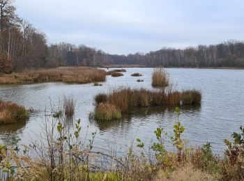 Trail Mountain bike Laronxe - sortie vtt 29112020 20km St Clément  - Photo