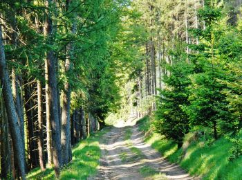 Percorso A piedi Winterberg - Heilklimatour 5 - Landidylle erfahren - Photo