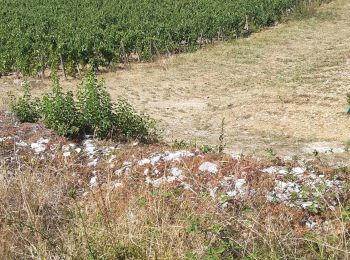 Trail Walking Auxey-Duresses - Auxey-Duresses Gamay La Rochepot Orches Saint-Romain - Photo