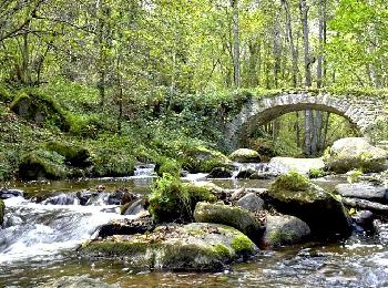 Excursión Senderismo Olloix - Olloix_Gorges_Monne - Photo