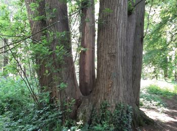 Trail Walking Feucherolles - feucheroles - Photo