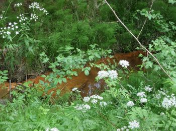 Tour Zu Fuß Laufamholzer Forst - Dreihöhen Trail - Photo