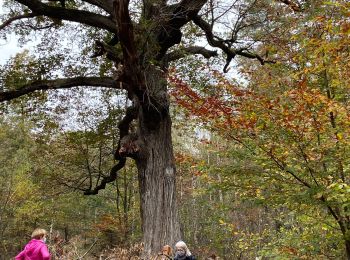 Percorso Marcia Soisy-sur-Seine - 8.11.20 - Photo