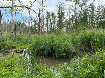 Trail Walking Oud-Heverlee - Oud Heverlee 10 km - Photo