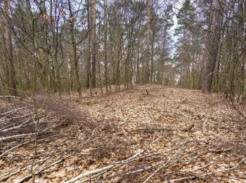 Trail On foot Dahlen - Taura-Jägereiche - Photo