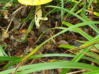 Excursión Senderismo Les Écrennes - champignons - Photo