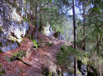 Percorso A piedi Pegnitz - Rundweg Hollenberg 2 grün - Photo