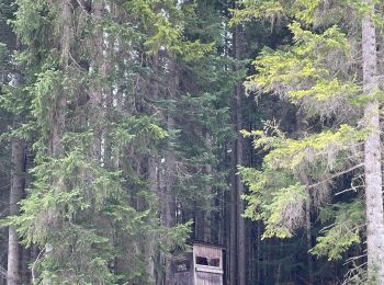 Tocht Stappen Gemeinde Seefeld in Tirol - W3_bis - Photo