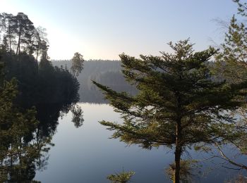 Percorso Marcia Badonviller - Marche autour du lac de Pierre Percée 1 - Photo