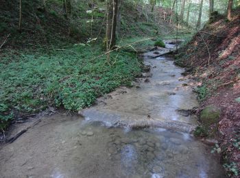 Tocht Te voet Winterthur - Ritplatz - Chämleten - Photo