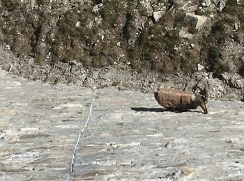 Percorso A piedi Antrona Schieranco - C00 - Strada Antronesca tappa 3 - Photo