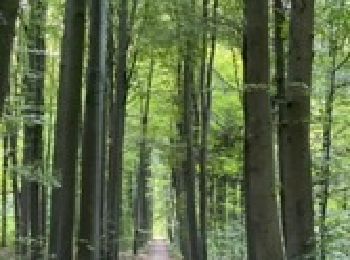 Tocht Stappen Bertem - Bertembos walk - Photo