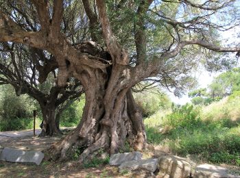 Tour Zu Fuß Lungòni/Santa Teresa Gallura - (SI Z01) Chiesa della Madonna del Buon Cammino - Saltàra - Photo