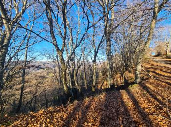 Tour Wandern Saint-Étienne-de-Carlat - La croix des Lucs - Photo