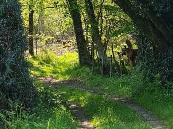 Randonnée Marche Javerdat - javerdat les landes - Photo