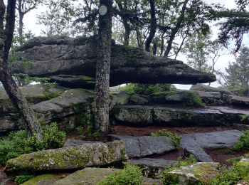 Excursión Senderismo Ribeauvillé - 2021-07-17 Marche La Grande Verrerie Taennchel - Photo