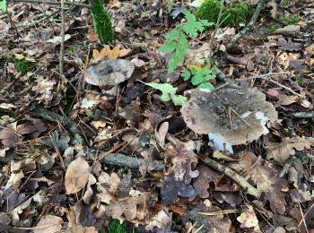 Trail On foot Leusden - Wandelroute Ringheuvels - Photo