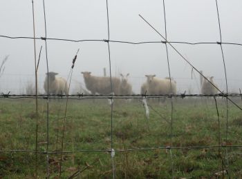 Randonnée Marche La Neuville-Chant-d'Oisel - 20191203-La Neuville - Photo