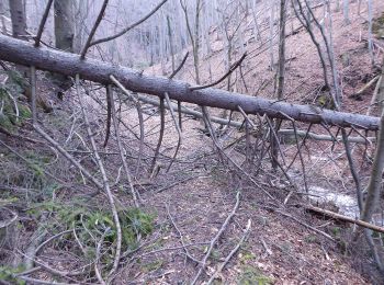 Excursión A pie okres Prešov - Náučný chodník Kamenná Baba - Lačnov - Photo