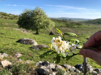 Trail Walking Prinsuéjols-Malbouzon - Finieyrols à Nasbinals  - Photo