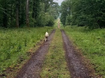 Randonnée Marche Locquignol - Hachette.  Berges de Sambre et forêt  - Photo