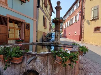 Tocht Stappen Riquewihr - Riquewihr  - Photo