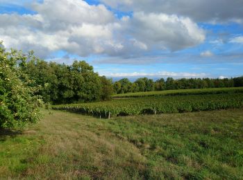 Trail Walking Chançay - Chançay - Vaux et le Bois de Chançay - 8.7km 150m 2h05 - 2023 09 19 - Photo