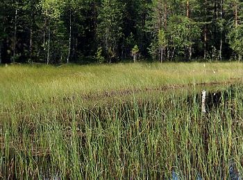 Trail On foot  - Kramstaleden - Photo