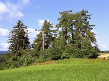 Excursión A pie Gemeinde Ottenschlag - Lyrikweg 33 - Photo