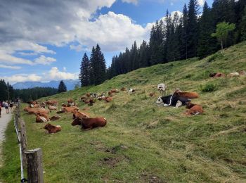 Tocht Stappen Bohinj - veliki - videvnik - Photo