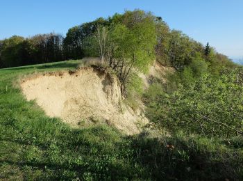 Tocht Te voet Markdorf - Wanderwege Markdorf: Eulenweg - Photo